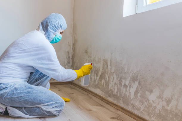 Licensed Mold Remediation service in Washington, WA - WQB Mold Removal